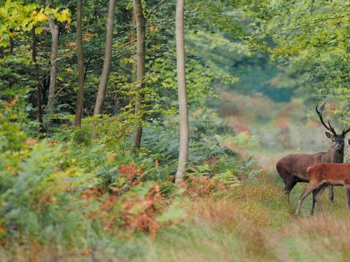 La forêt de Compiègne